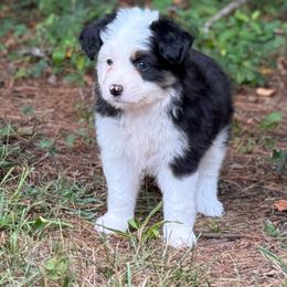 Scottish Terrier and Toy Australian Shepherd Puppies from Pecan Creek