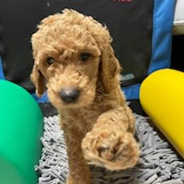 Goldendoodle Puppies from Da Ruba Doodles