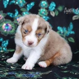 Kodiak - Red merle male Australian Shepherd puppy in Herriman, Utah from Painted Blue Aussies