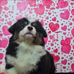 Maxine - Black and white female American Corgi puppy in Mansfield, Ohio from Moonrise corgis