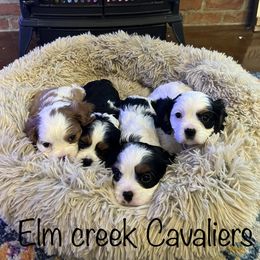 Cavalier King Charles Spaniel Puppies from Elm Creek Cavaliers