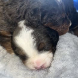 Bernedoodle and French Bulldog Puppies from Bernied00dle Love & Fr3nchi3 Love