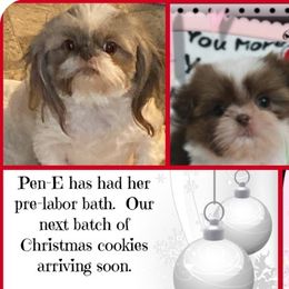 Pen-E - Shih Tzu
