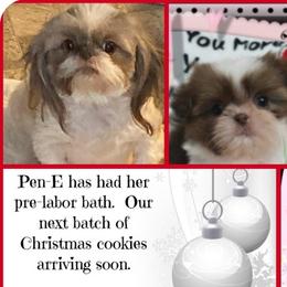 Pen-E - Shih Tzu
