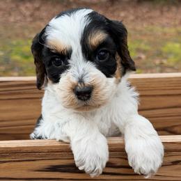 Sweetie (Yellow Collar) - Tri-color female Australian Labradoodle puppy in Mount Gilead, North Carolina from Tillery Labradoodles