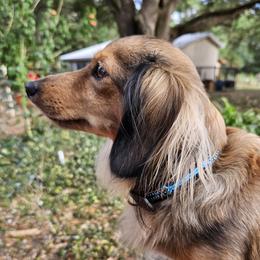 Sophie - Dachshund