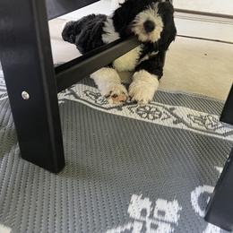 Bernedoodle Puppies from Palmetto Bernedoodles Boutique