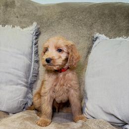 F1B Goldendoodle Surfer - Red  male Goldendoodle puppy in Redding, California from Casa Delarosa Collective Poodles & Doodles