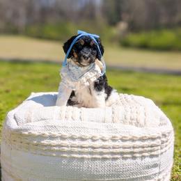 AJ Ferguson - Tri-color female Bernedoodle puppy in Whitesburg, Georgia from Asbury & Co Farms