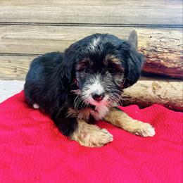 Penelope - Black tri-color female Aussiedoodle puppy in Hamilton, Michigan from White Pine Farm