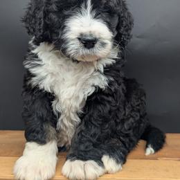 Rusty - Tri-color male Bernedoodle puppy in Lancaster, Minnesota from Richardville Hunde