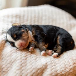 Beau - Tri-color male Bernedoodle puppy in Narvon, Pennsylvania from CBKB Bernedoodle’s
