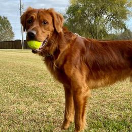 Goldendoodles from Acadiana Goldens & Doodles