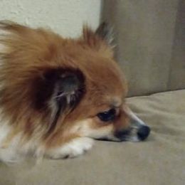 Pomeranians from Mountain Home Idaho Pomeranians