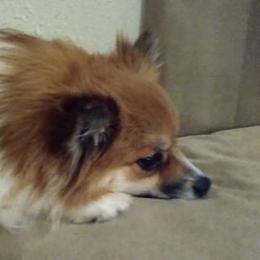 Pomeranians from Mountain Home Idaho Pomeranians