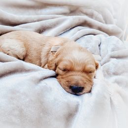 Goldendoodle Puppies from Peachy Doodles