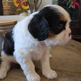 Gracie - Tri-color female Cavalier King Charles Spaniel puppy in Apple Valley, California from Nancy's Cavalier King Charles Spaniels & Golden Retrievers