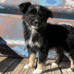 Girl 1 - Miniature Australian Shepherd puppy from Flying H Mini Aussies