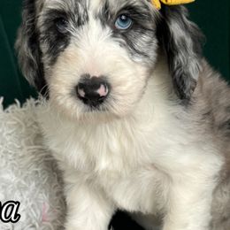 Assorted Doodle Crosses and Bernedoodle Puppies from Maria's Pups