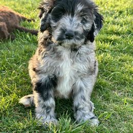 Newfypoo Puppies from Two Sisters Ranch, LLC