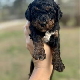 Buttercup - Phantom female Goldendoodle puppy in Gastonia, North Carolina from Crowders Creek Doodles