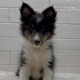Dolce - Black white and tan female Shetland Sheepdog puppy in Zephyrhills, Florida from Highland Shelties & Aussies