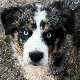 Australian Shepherd Puppies from Bears Paw Aussies