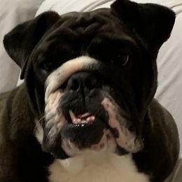 Isola - Bulldog