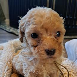 Anna, Yellow Girl - Red female Bernedoodle puppy in Lafayette, Alabama from Williams Lake Doodles