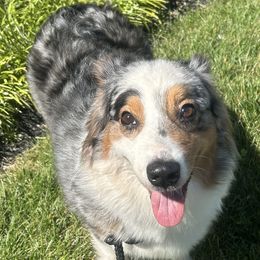 Australian Shepherds from Gemfire Australian Shepherds