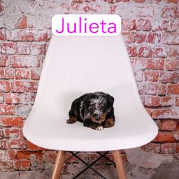Julieta - female Aussiedoodle puppy in Calhoun, Georgia from Happy Top Doodles