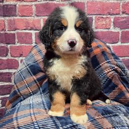 Ben - Black rust and white male Bernese Mountain Dog puppy in Greenwood, Delaware from A&A Greenwood Puppies
