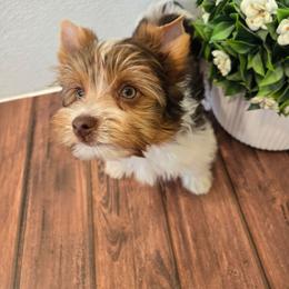 Brown collar - Parti male Yorkshire Terrier puppy in Mcconnellsburg, Pennsylvania from Buffy's Little Blessings