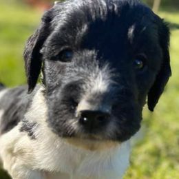 Labradoodles and Poodles from Painted Hollow Farms