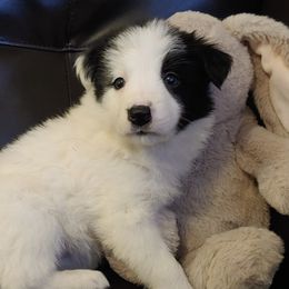 Border Collies from High Drive Border Collies