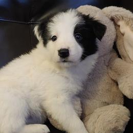 Border Collies from High Drive Border Collies