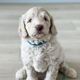 Boy 2 - Australian Labradoodle puppy in Kaysville, Utah from Utah Labradoodles