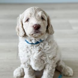 Boy 2 - Australian Labradoodle puppy in Kaysville, Utah from Utah Labradoodles