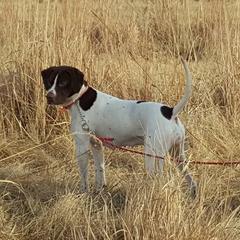 Pointers from Stony Kennels