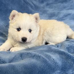 Stitch - White male Pomsky puppy in Winchendon, Massachusetts from Mountain View Pomskies