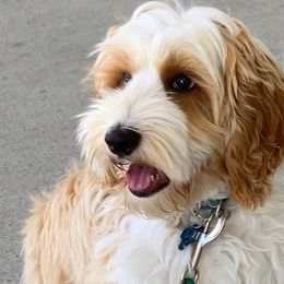 Australian Labradoodles from Eagle Ridge Australian Labradoodles
