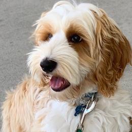 Australian Labradoodles from Eagle Ridge Australian Labradoodles