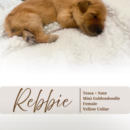 Rebbie - Apricot female Goldendoodle puppy in Garden Grove, California from Sunkissed Doodles