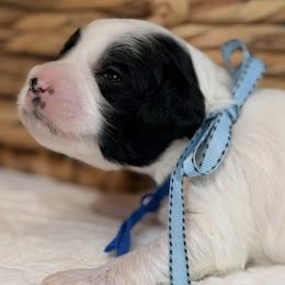 Cosmo - Black and chalk male Australian Labradoodle puppy in Citrus Heights, California from Elite Blend Labradoodles