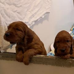 Irish Setters from MJ's Small Town Irish Setters