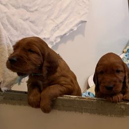 Irish Setters from MJ's Small Town Irish Setters