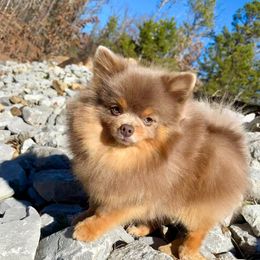 Token - Pomeranian