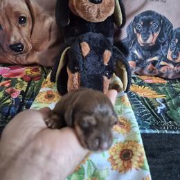 Roxanne - Chocolate female Dachshund puppy in Eureka, California from Wigglebutts Mini Dachshunds