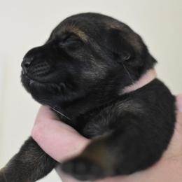 Pink collar - Sable female German Shepherd puppy in Wahoo, Nebraska from Von Solidago
