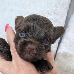 Lily - Liver female Yorkshire Terrier puppy in Gaylesville, Alabama from Sweet Alabama Yorkies